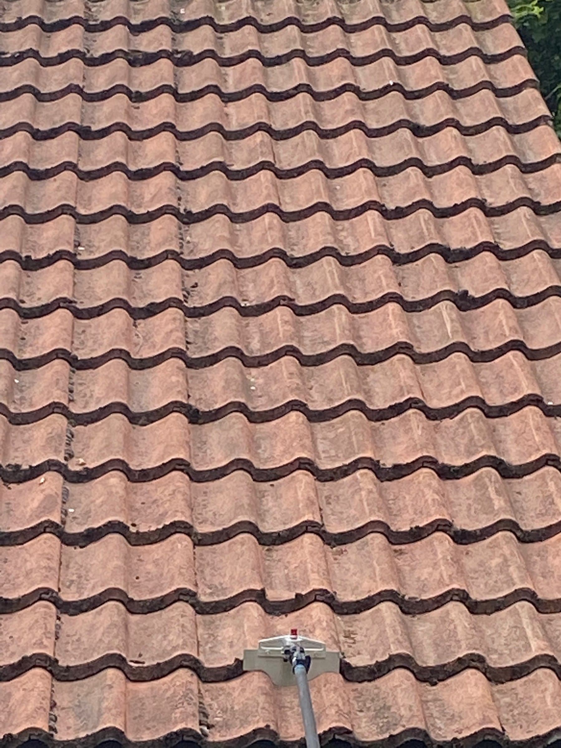 The same pantile roof about a month after the scrape and biocide treatment, cleaned back to the tile