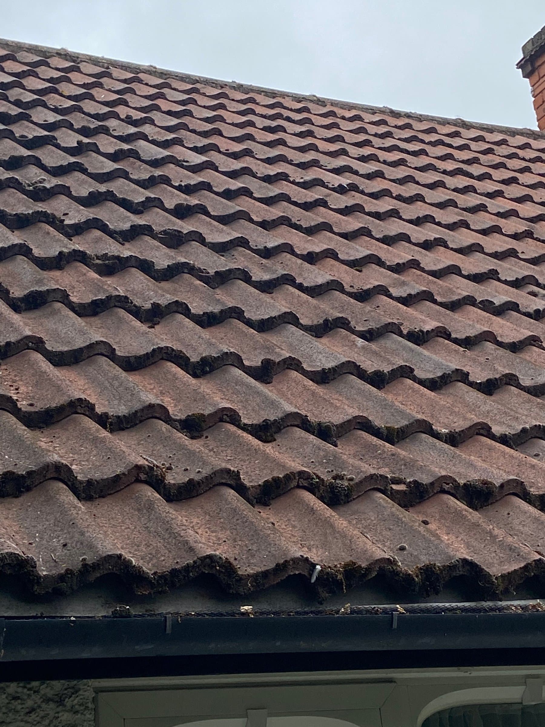 Pantile roof with moss packed along every tile edge, before removal
